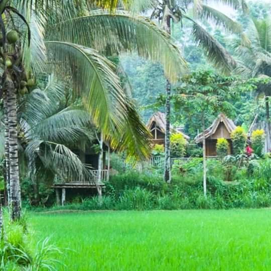 Tereng Wilis Bungalows Tetebatu Exterior foto